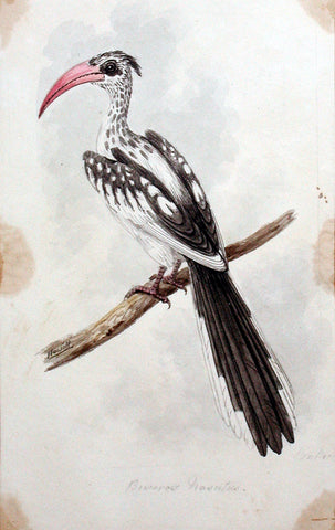Samuel Howitt (British, 1765-1822), Buceros Nasutus [Hornbill of Africa and Asia]