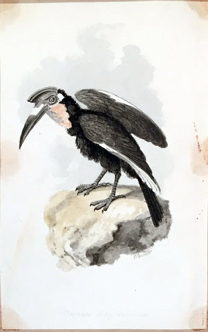 Samuel Howitt (British, 1765-1822), Bucerus Abyssinia [Hornbill from Africa and Asia]