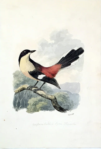 Samuel Howitt (British, 1765-1822), Buforis billico [Cape Thrush]