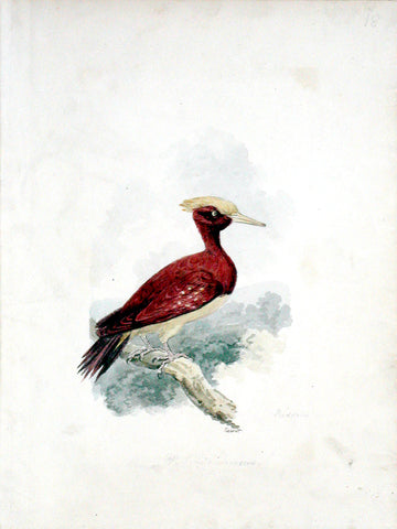 Samuel Howitt (British, 1765-1822), Chestnut Woodpecker [North and South America]