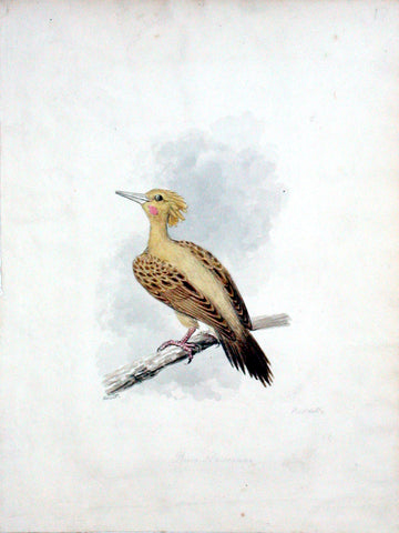 Samuel Howitt (British, 1765-1822), Cream-colored Woodpecker [North and South America]