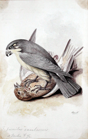 Samuel Howitt (British, 1765-1822), F. pumilus coerulascens [Pygmy falcon & prey]