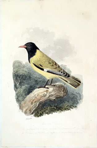 Samuel Howitt (British, 1765-1822), Golden Thrush [or Oriole of Asia]