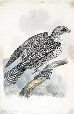 Samuel Howitt (British, 1765-1822), Gyr Falcon [Artic Region]