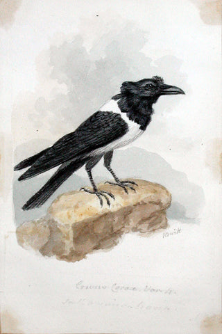 Samuel Howitt (British, 1765-1822), South American Raven [American Pied Crow]