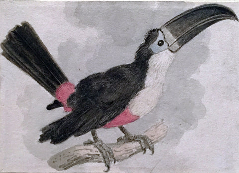 Samuel Howitt (British, 1765-1822), Toucan