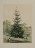 Edward James Ravenscroft (1816-1890), The Pinetum Britannicum. A Descriptive Account of Hardy Coniferous Trees Cultivated in Great Britain