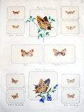 ITALIAN BUTTERFLY AND INSECT COLLECTION. A Collection of 4 albums of Entomological Specimens assembled by an Italian Amateur.