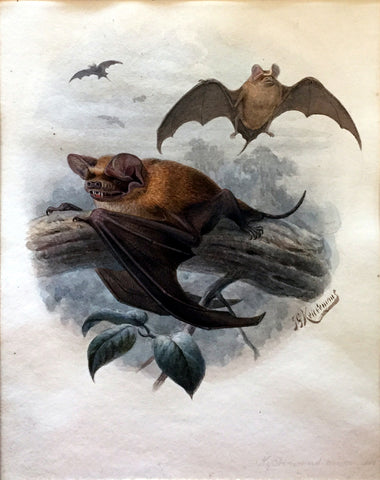 Johannes Gerardus Keulemans (Dutch, 1842-1912) Free-tailed Bat (Nyclinimos miareusis)