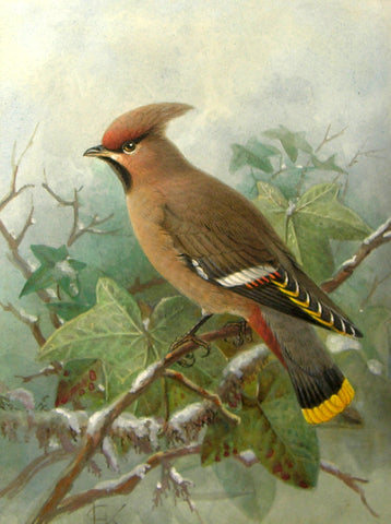 Johannes Gerardus Keulemans (Dutch, 1842-1912), Bird Study (double sided)