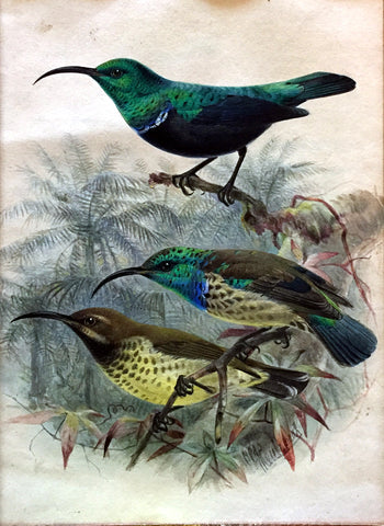 Johannes Gerardus Keulemans (Dutch, 1842-1912), Malagasy Green Sunbird (Nectarinia notata)