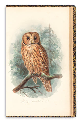 Johannes Gerardus Keulemans (Dutch, 1842-1912), Book of Ornithological Watercolors