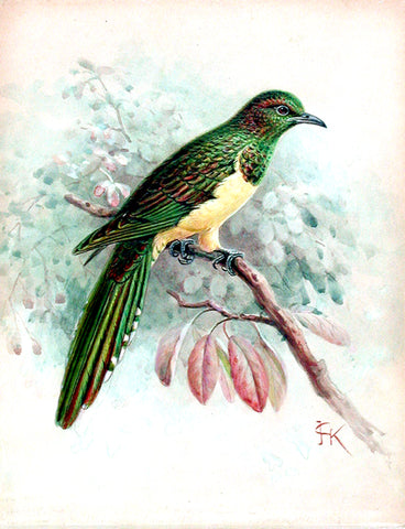 Johannes Gerardus Keulemans (Dutch, 1842-1912), Study of a bird