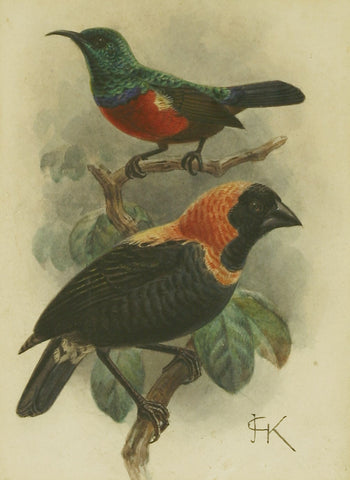 Johannes Gerardus Keulemans (Dutch, 1842-1912), Sun Birds