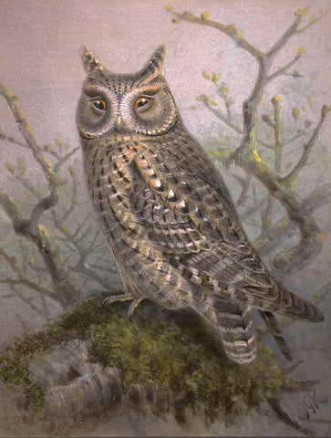 Johannes Gerardus Keulemans (Dutch, 1842-1912), Scops Owl
