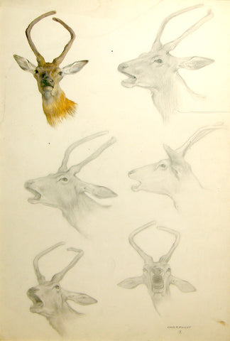 Charles R. Knight (American, 1874-1953) Deer Study