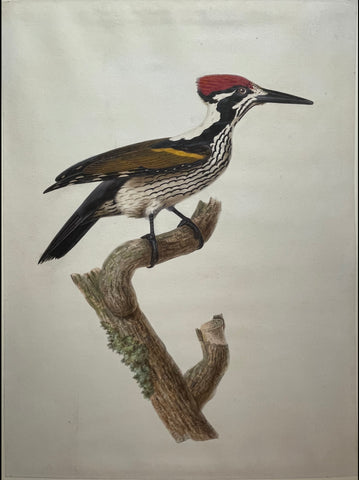 ATTRIBUTED TO Madame Antoinette Pauline Knip (French, 1781-1851), A Pileated Woodpecker