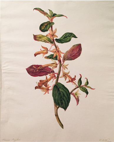 Elisabeth Johanna Koning (Dutch, 1816–1887), Columnea Longiflora 1842