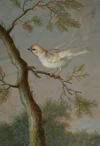 Ernst Friedrich Carl Lang (German, 1748-1782) In The Workshop of, based on a Template by Barbara Regina Dietzsch (German, 1706-1783), A Eurasian Tree Sparrow or Snow Bunting in Winter Plumage