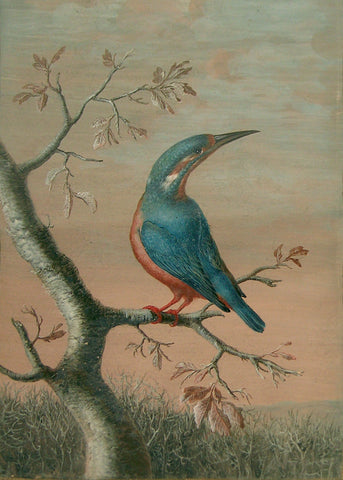 Ernst Friedrich Carl Lang, (German, 1748-1782) A Female Common Kingfisher on a Branch
