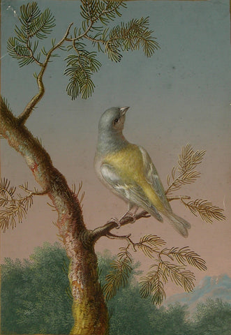 Ernst Friedrich Carl Lang, (German, 1748-1782), A Male Common Chaffinch