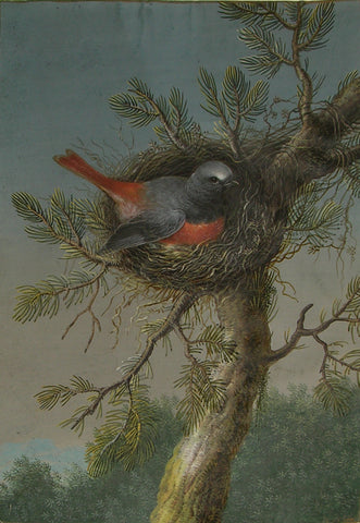 Ernst Friedrich Carl Lang (German, 1748-1782) In The Workshop of, based on a Template by Barbara Regina Dietzsch (German, 1706-1783), A Male Common Redstart With Nest