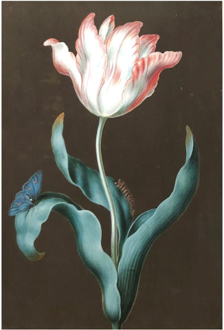 Ernst Friedrich Carl Lang (german, 1748-1782), Blue-eyed tulip and caterpillar