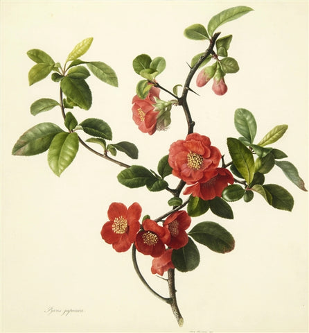 Mary Lawrance Kearse (British, Fl. 1794–1830), Pyrus Japonica [Japanese Quince]