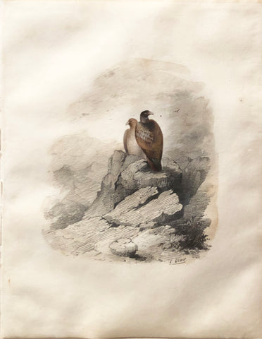 Edward Lear (British, 1812-1888), Eagles