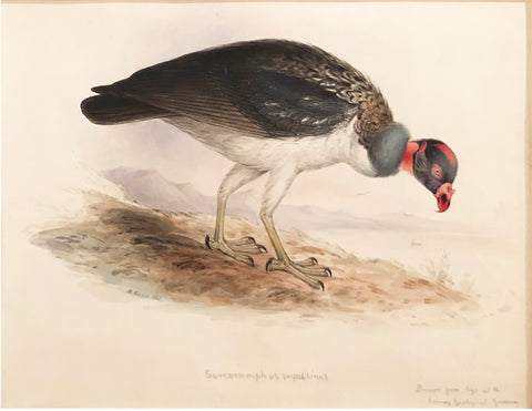 Edward Lear (British, 1812-1888), Study of a King Vulture