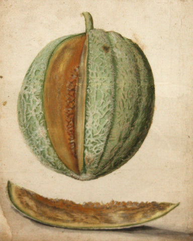 Jacques le Moyne de Morgues (French, ca. 1533-1588), Melon Study