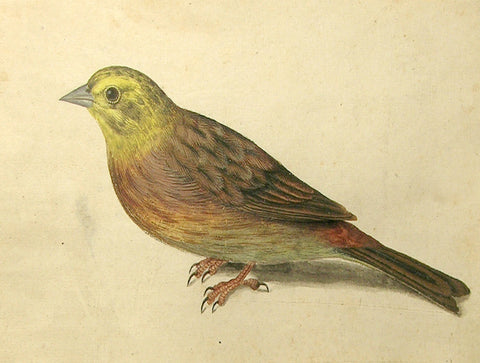 Jacques le Moyne de Morgues (French, ca. 1533-1588), Study of a Yellowhammer Bird