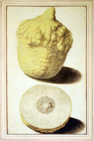Vincenzo Leonardi (Italian, fl.1621-1646), Citron, Citrus medica L.: crowned whole and half-fruit