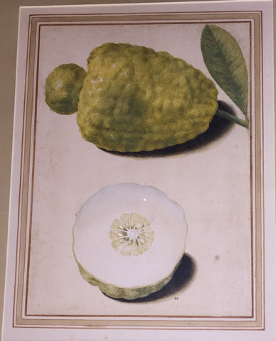 Vincenzo Leonardi (Italian, fl.1621-1646), Citron, Citrus medica L.:whole and half - fruit with an apical pellet