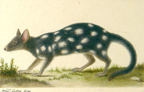 “MADAME LESSON” (MARIE CLEMENCE LESSON), Spotted Mammal Study