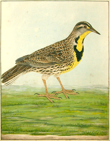 Thomas Lewin (b. 1774), Eastern Meadowlark ‘Sturnella magna’ (North American)