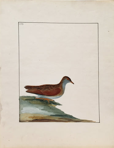 William Lewin (British, 1747-1795), Plate 190