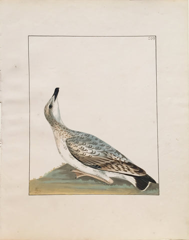 William Lewin (British, 1747-1795), Plate 209