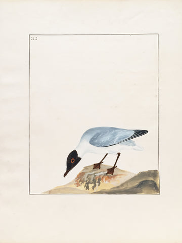 William Lewin (British, 1747-1795), Plate 212