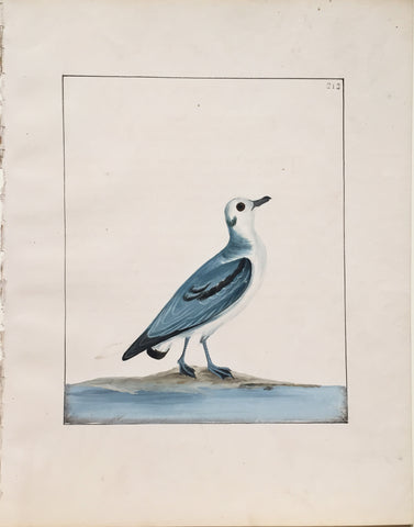 William Lewin (British, 1747-1795), Plate 213