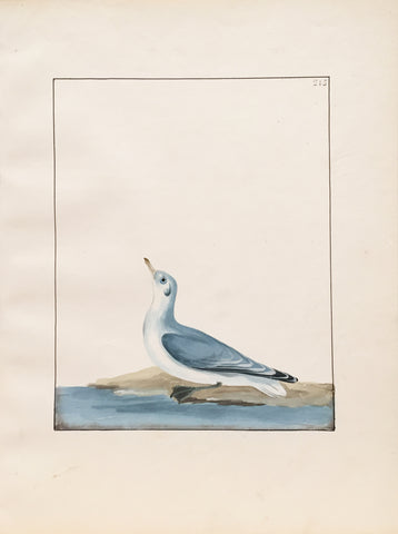 William Lewin (British, 1747-1795), Plate 215