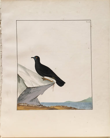 William Lewin (British, 1747-1795), Plate 219b