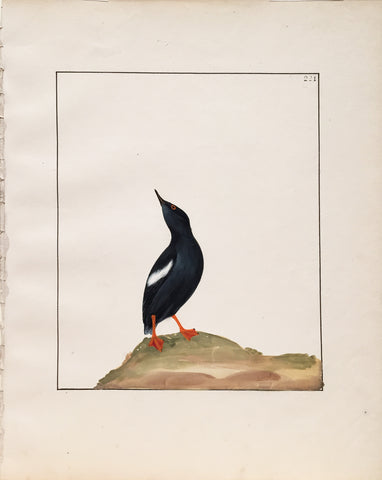 William Lewin (British, 1747-1795), Plate 221