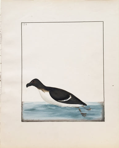 William Lewin (British, 1747-1795), Plate 224