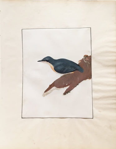 William Lewin (British, 1747-1795), Untitled [Bird on a branch]