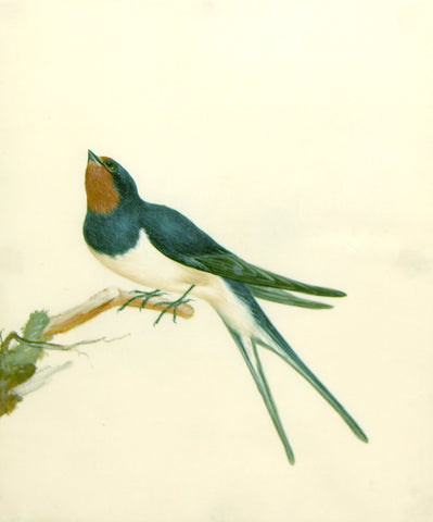 William Lewin (British, 1747-1795), Untitled [Fork-tailed bird on a branch]