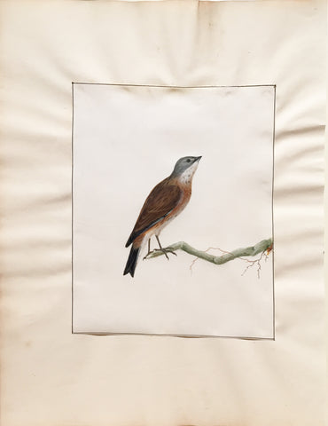 William Lewin (British, 1747-1795), Untitled [Songbird on a branch]