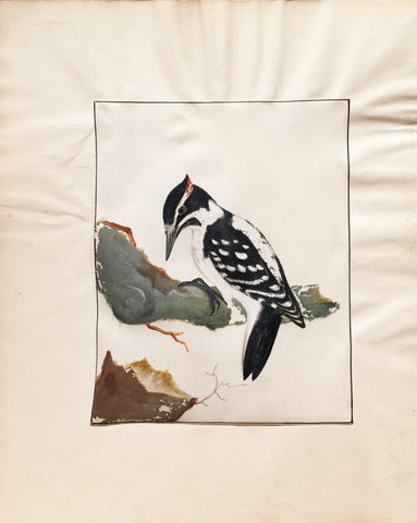 William Lewin (British, 1747-1795), Untitled [Woodpecker on a branch]