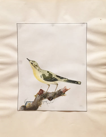 William Lewin (British, 1747-1795), Untitled [Yellow bird on a branch]