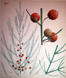 Commandant Julien Lignier (1872-1932), Albums of Fine Original Watercolors of Fungi.